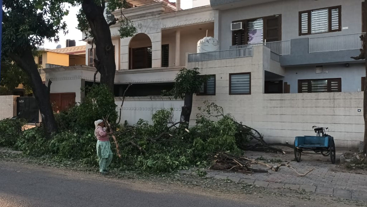 फेज 4 में काटी गई हरे पेड़ों की शाखाएं, नगर निगम के एसई ने दिया कार्रवाई का आश्वासन